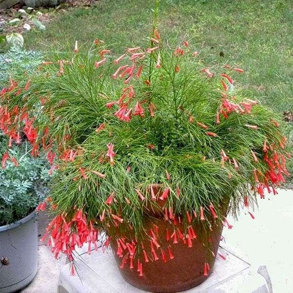 Russelia (Firecracker Plant)